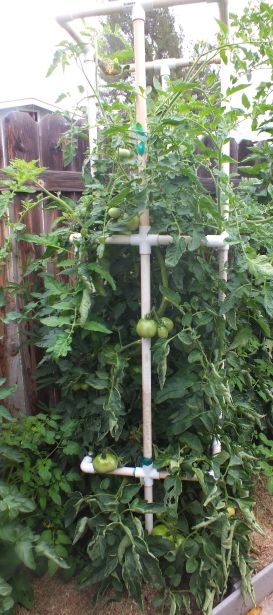 Better Boy photo BetterBoy_zpsf0c8cd89.jpg